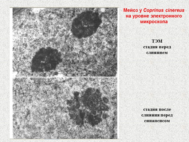 ТЭМ  стадия перед слиянием         